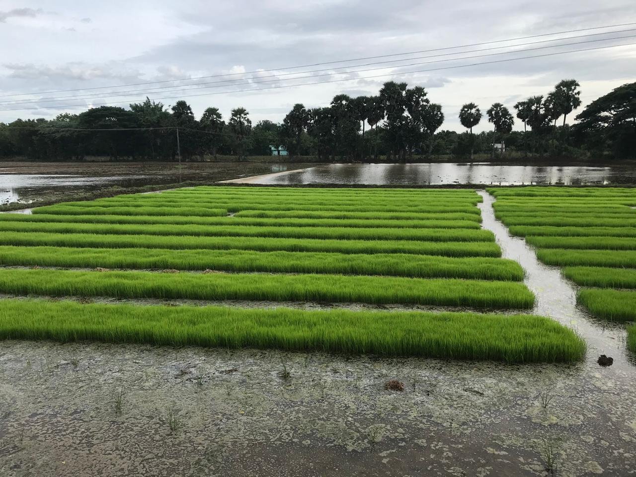 Organic Cultivation in agriculture
